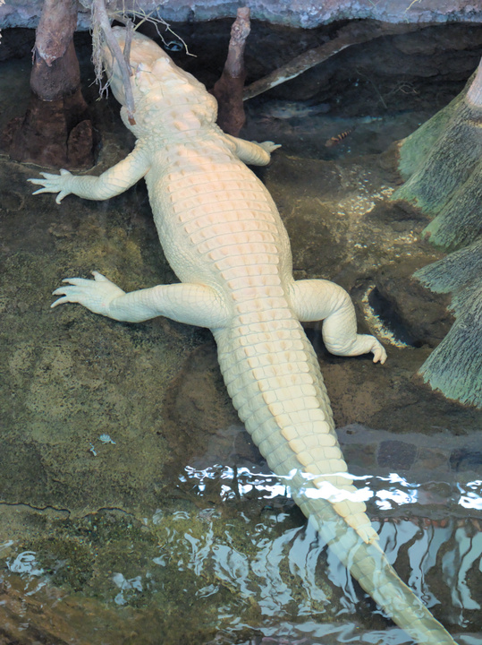 Claude, the albino crocodile.