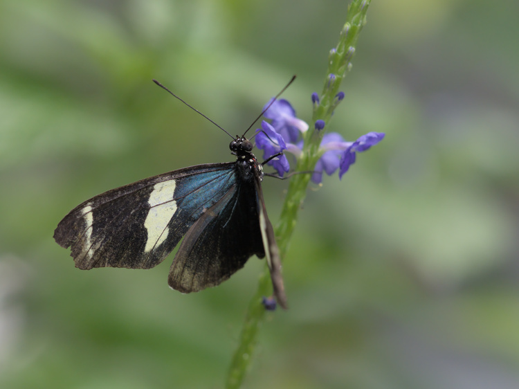 Uno de los momentos clave para fotografiar mariposas es cuando se alimentan.