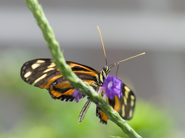Esta mariposa (probablemente Heliconius hecale) es una de las tantas especies del biodomo de la Academia de Ciencias de California. 2017.