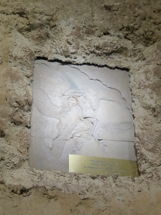 Fósil de la primera ave, con ragos muy dinosaurianos. Tiene el cuello curvado hacia atras.
