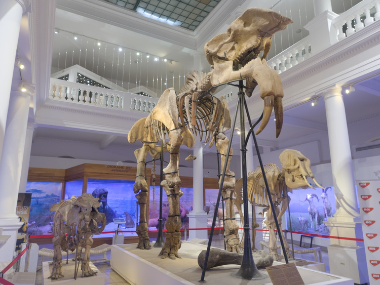 Fósil de un pariente de los elefantes junto con esqueletos de elefantes actuales, que son más pequeños.
