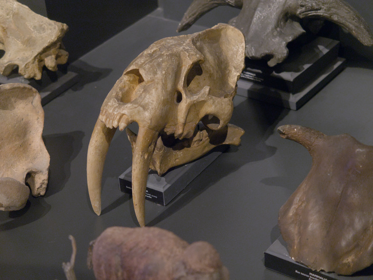 Cráneo de un Smilodon o tigre dientes de sable.

