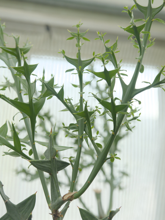 Planta con espinas gruesas y planas (con apariencia de hojas).
