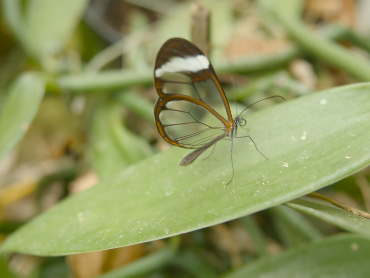 Mariposa con alas semitransparentes.
