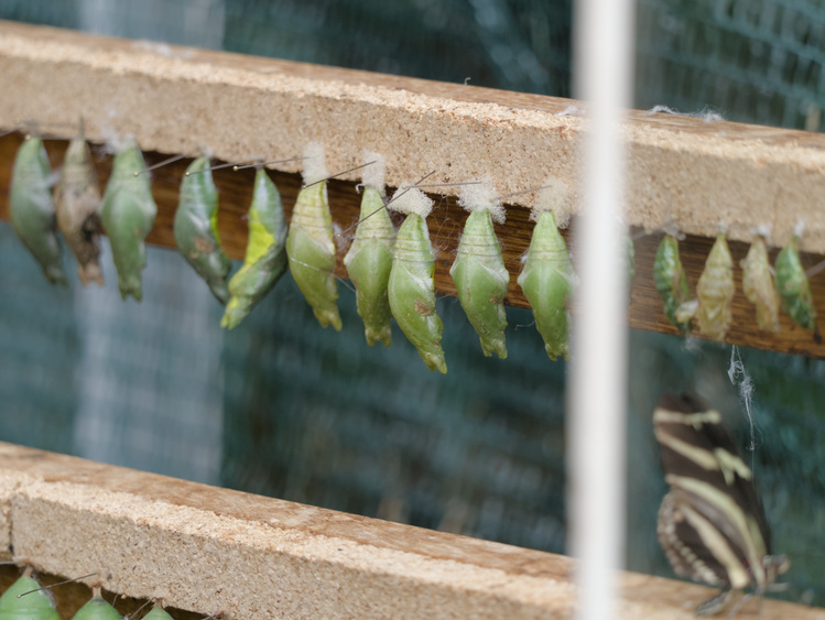 Pupas verdes de mariposa.
