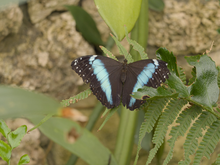 Mariposa con alas negras con franjas azules.
