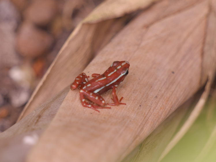 Ranita naranja con puntos blancos posada en una planta.
