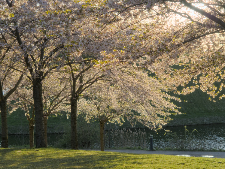 Árboles floridos al atardecer.
