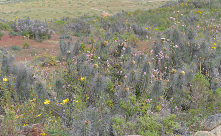 Cactus floridos.