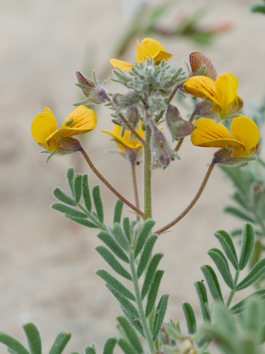 Yellow flowers with small green insects on their petals.
