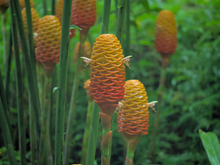 El jengibre panal (Zingiber spectabile) es usado como planta ornamental por su peculiar apariencia.
