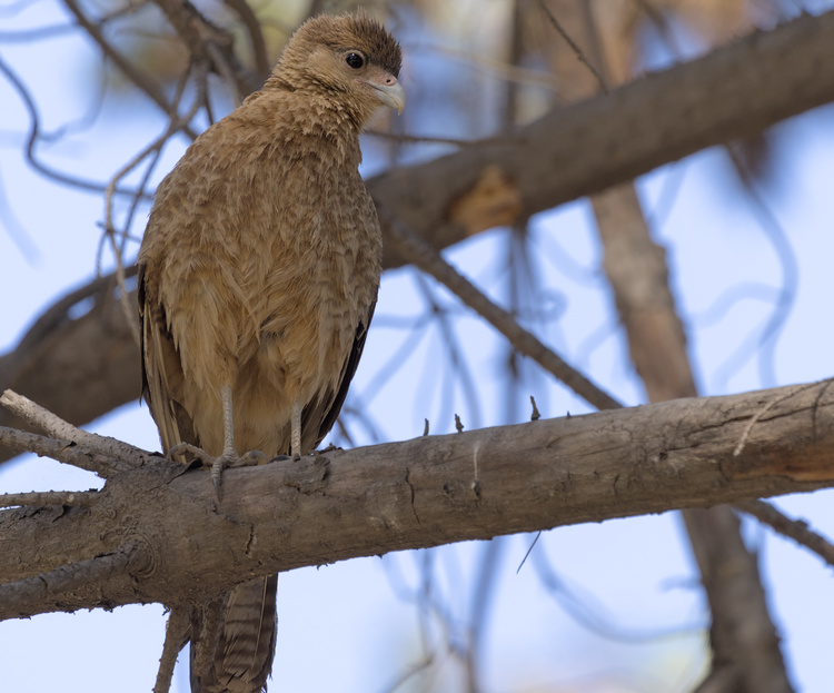 Tiuque (ave rapaz de color café) juvenil perchado sobre una rama.
