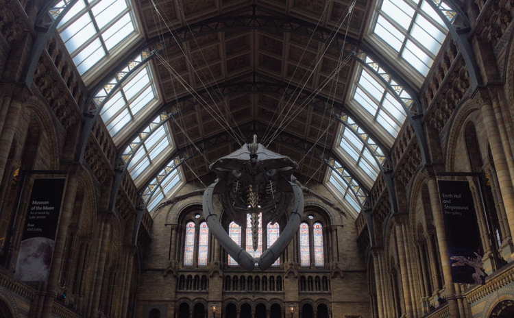 Whale in London's Natural History Museum Hall.