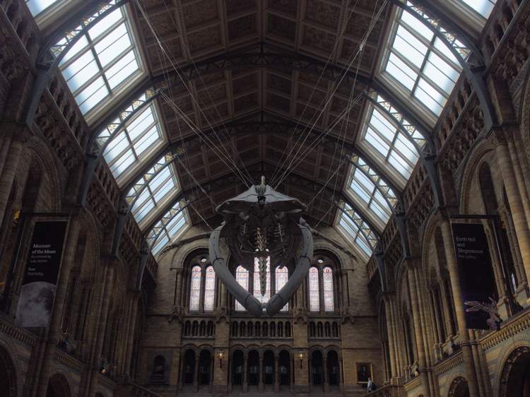 Hall central del Museo de Historia Natural, Londres, Reino Unido. 2020.