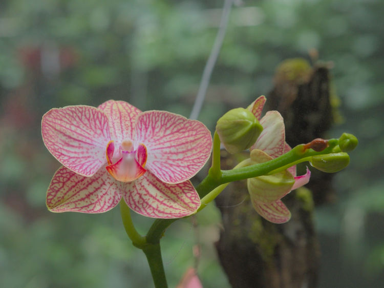Phalaenopsis híbrida.