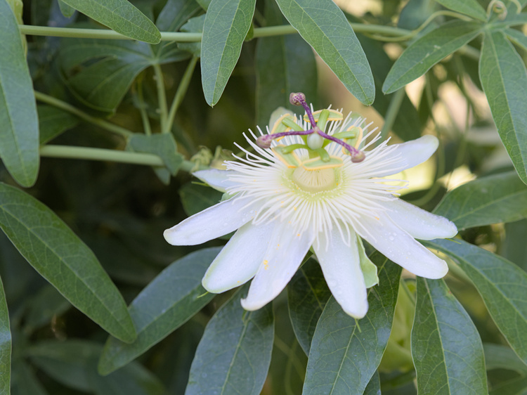 Passion flower (Passiflora caerulea).