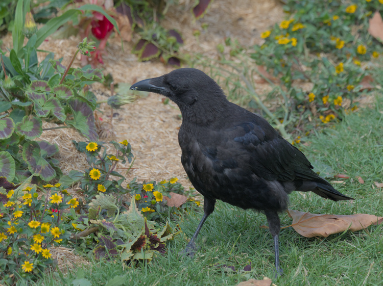 One of the crows that were in the park.