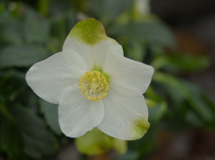 Flor blanca de cinco pétalos con alguna de sus puntas verdosas.
