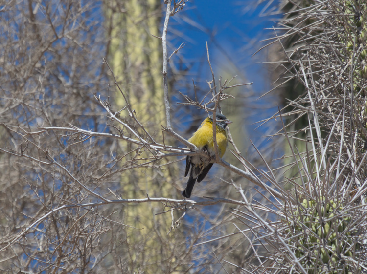 Cometocino (ave pequeña de colores amarillo, azulado y blanco) perchado en una rama con un cactus de fondo.
