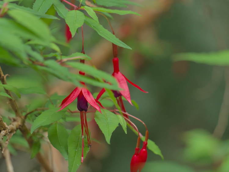 Chilco (Fuchsia magellanica).