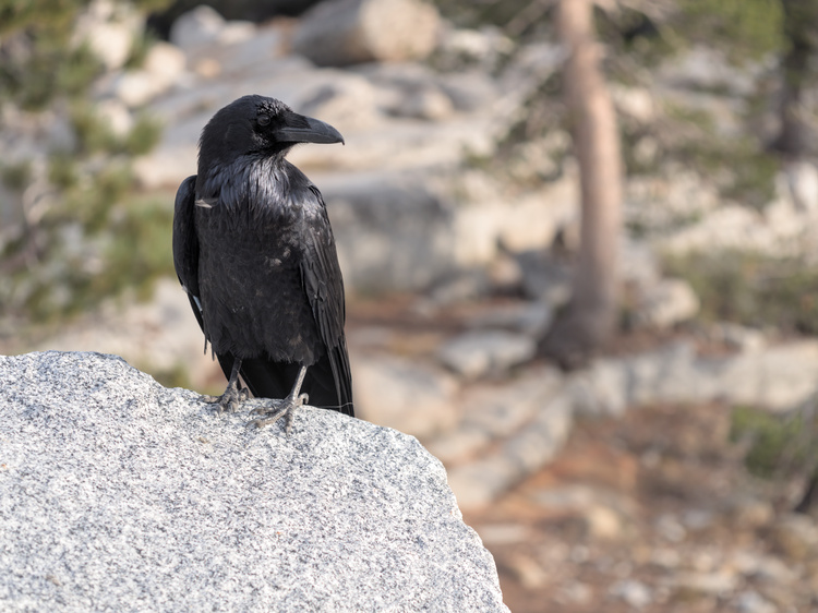 After a lot of walking between the cars, this raven posed for a moment, so I could take his photo.