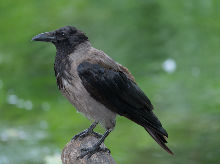 A crow infiltrating in the bird section of the zoo.